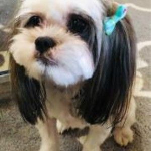 Meet your Posher, Evie